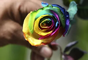A Colombian flower grower selects a rose for a bouquet ahead of Valentines Day in A Colombian flower grower selects a rose for a bouquet ahead of Valentines Day in