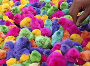 Colored chicks are sold during the run-up to Easter in downtown Amman Colored chicks are sold during the run-up to Easter in downtown Amman
