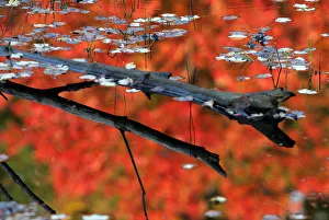The colors of trees during the autumn season are reflected in a pond in Phillipston The colors of trees during the autumn season are reflected in a pond in Phillipston