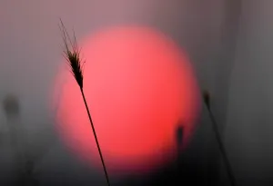 Prints of A grass is silhouetted against the sun near the Macedonian capital Skopje July 25, 2007. REUTERS/Ognen Teofilovski (MACEDONIA) Macedonia Prints: Print of a grass silhouette against the sun near Skopje
