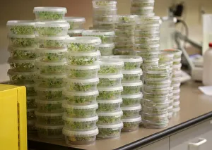 Containers of sprouted canola seed sit in the double haploid/pathology lab of Monsanto Containers of sprouted canola seed sit in the double haploid/pathology lab of Monsanto