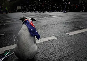 A contingent marches past a dog during an Anzac Day parade in Sydney A contingent marches past a dog during an Anzac Day parade in Sydney