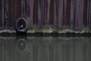 A coot sits in a tyre along the Regents Canal in London A coot sits in a tyre along the Regents Canal in London