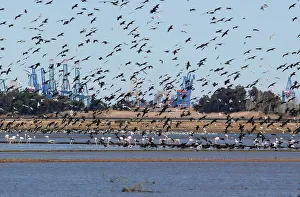Cormorans and seagulls fly at the Albufera Natural Park in Valencia Cormorans and seagulls fly at the Albufera Natural Park in Valencia