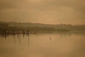 A cormorant flies low in evening fog at sunset in the County Wexford Marina in New Ross A cormorant flies low in evening fog at sunset in the County Wexford Marina in New Ross