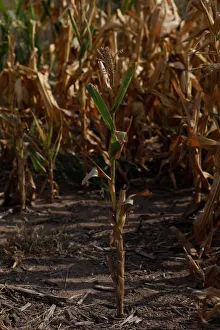 Corn plants are seen on a drought-affected farm near Chivilcoy Corn plants are seen on a drought-affected farm near Chivilcoy