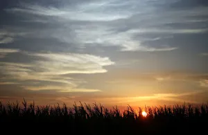 Corn plants are seen at sunset in a farm near Rafaela Corn plants are seen at sunset in a farm near Rafaela