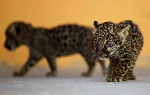 Juarez Gallery: A couple of four-week-old jaguars are pictured as they are presented to the media