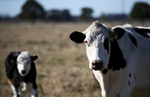 A cow and its calf are seen in a farm in Lujan, on the outskirts of Buenos Aires A cow and its calf are seen in a farm in Lujan, on the outskirts of Buenos Aires