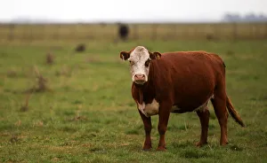 A cow is seen in a farm in Azul, in Buenos Aires A cow is seen in a farm in Azul, in Buenos Aires