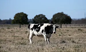 A cow is seen in a farm in Lujan, on the outskirts of Buenos Aires A cow is seen in a farm in Lujan, on the outskirts of Buenos Aires