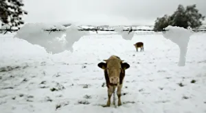 A cow stands in a snow covered field near Murnau A cow stands in a snow covered field near Murnau