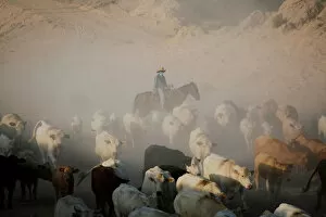 Juarez Gallery: A Cowboy pushes a herd of cattle in the municipality of Guadalupe