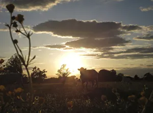 Cows graze in a field at sunset in Vilonia, Arkansas Cows graze in a field at sunset in Vilonia, Arkansas
