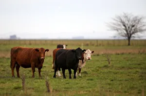 Cows are seen in a farm in Azul, in Buenos Aires Cows are seen in a farm in Azul, in Buenos Aires