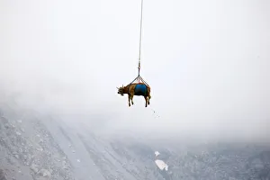 Cows are transported by helicopter near the Klausenpass Cows are transported by helicopter near the Klausenpass