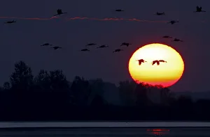 Cranes fly over the Great Plain of Hortobagy, Hungary Cranes fly over the Great Plain of Hortobagy, Hungary