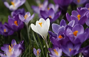 Images Dated 17th March 2010: Crocus flowers are pictured in a park in Duesseldorf