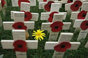 Images Dated 4th November 2009: Crosses and poppies are seen in the Field of Remembrance in Westminster Abbey in London