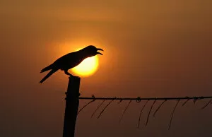 Images Dated 27th May 2008: A crow is silhouetted against the rising sun in Chennai