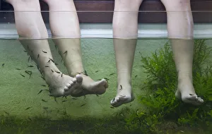Customers rest their feet in a tank containing doctor fish at a fish spa inside a Customers rest their feet in a tank containing doctor fish at a fish spa inside a