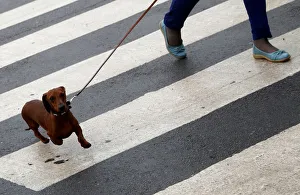 A Dachshund walks on a zebra crossing as it arrives for the second day of the Crufts Dog A Dachshund walks on a zebra crossing as it arrives for the second day of the Crufts Dog