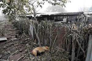 A dead dog is seen at an area affected by the eruption of Fuego volcano in San Miguel Los A dead dog is seen at an area affected by the eruption of Fuego volcano in San Miguel Los