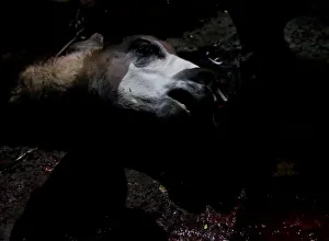 A dead Llama is seen during a ceremony to bless the mine by offering animal sacrifice as A dead Llama is seen during a ceremony to bless the mine by offering animal sacrifice as