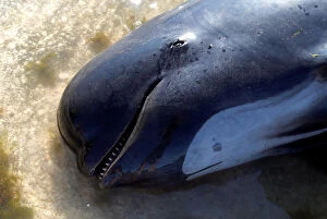 A dead pilot whale lies on a sandbank after one of the countrys largest recorded mass