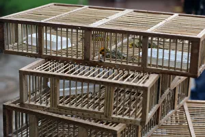 Dead saffron finch birds are seen in cages, after Peruvian authorities rescued over 500 Dead saffron finch birds are seen in cages, after Peruvian authorities rescued over 500