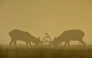 Images Dated 27th September 2013: Two deer clash antlers during an early, autumn, misty morning in Richmond Park, south