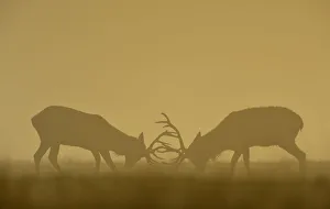 Two deer clash antlers during an early, autumn, misty morning in Richmond Park, south Two deer clash antlers during an early, autumn, misty morning in Richmond Park, south