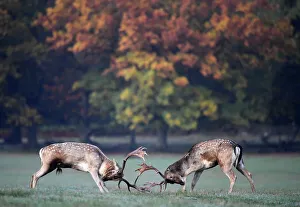 Richmond Gallery: Deer clash as they fight during the rutting season in Richmond Park, west London