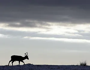 A deer grazes in Bradgate Park, central England A deer grazes in Bradgate Park, central England