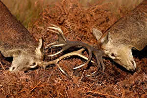 Deer lock antlers as they clash during the rutting season in Richmond Park, west London Deer lock antlers as they clash during the rutting season in Richmond Park, west London