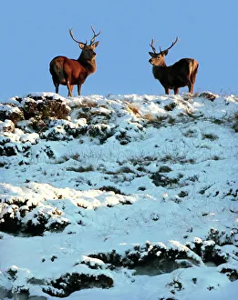 Two deer look down from the top of a snow-covered hilltop near Braemar in the Scottish Two deer look down from the top of a snow-covered hilltop near Braemar in the Scottish
