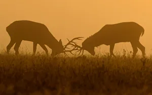 Deer are seen clashing antlers during the rutting season in the early morning at Richmond Deer are seen clashing antlers during the rutting season in the early morning at Richmond