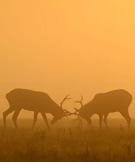 Deer are seen clashing antlers during the rutting season in the early morning at Richmond Deer are seen clashing antlers during the rutting season in the early morning at Richmond