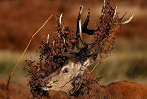 A deer is seen covered in bracken undergrowth as it prepares to clash with a rival A deer is seen covered in bracken undergrowth as it prepares to clash with a rival