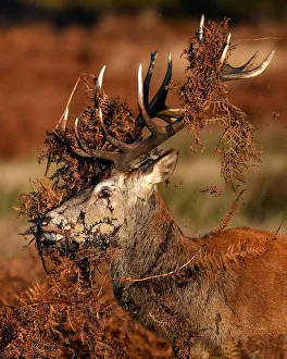 A deer is seen covered in bracken undergrowth as it prepares to clash with a rival during A deer is seen covered in bracken undergrowth as it prepares to clash with a rival during
