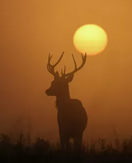 Richmond Gallery: A deer is seen with the sun rising behind at dawn in Richmond Park, west London, Britain