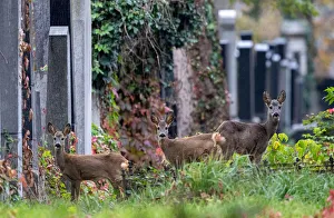 Deer are seen between tombstones at the old jewish part of the Zentralfriedhof cemetery Deer are seen between tombstones at the old jewish part of the Zentralfriedhof cemetery