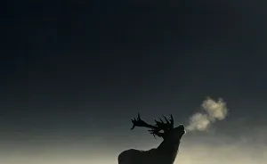 A deer stag barks in the early morning light during the rutting season in Richmond Park A deer stag barks in the early morning light during the rutting season in Richmond Park