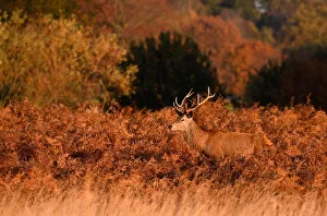 A deer stag is seen in the early morning light in Richmond Park, west London, Britain A deer stag is seen in the early morning light in Richmond Park, west London, Britain