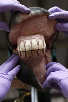 Images Dated 13th August 2011: Dentists present the teeth of a horse after they were polished in Bogota