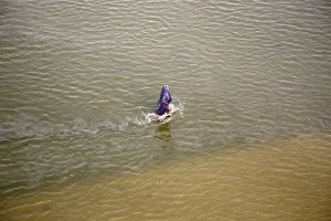 A devotee walks back to shore after taking a dip in the waters of the river Ganges in the A devotee walks back to shore after taking a dip in the waters of the river Ganges in the