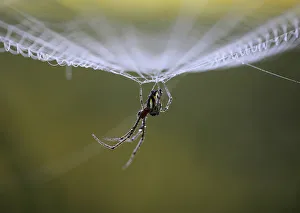 Dew drops gather on a spider as it rests on its web during the early morning in Lalitpur Dew drops gather on a spider as it rests on its web during the early morning in Lalitpur