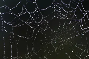Dew drops are seen hanging on a spider web in Vertou near Nantes Dew drops are seen hanging on a spider web in Vertou near Nantes