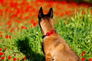 A dog adorned with flowers sits in an anemone field near Kibbutz Beeri in southern Israel A dog adorned with flowers sits in an anemone field near Kibbutz Beeri in southern Israel