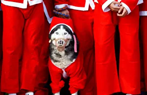 A dog dressed as Santa Claus takes part in the annual city race in Skopje A dog dressed as Santa Claus takes part in the annual city race in Skopje